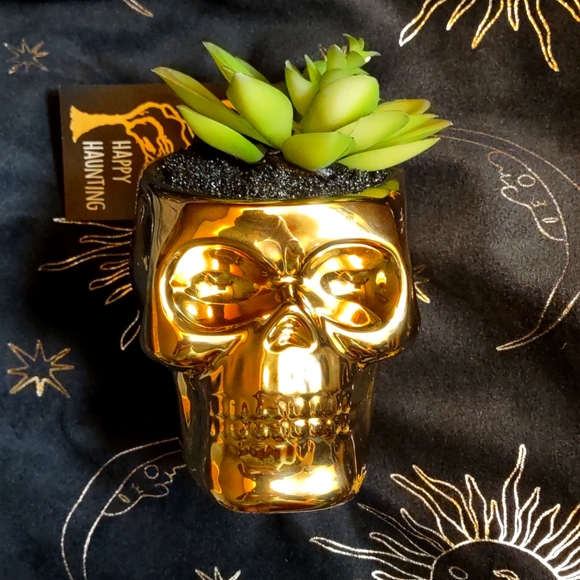 golden skull succulent 💀 - Picture 3 of 7